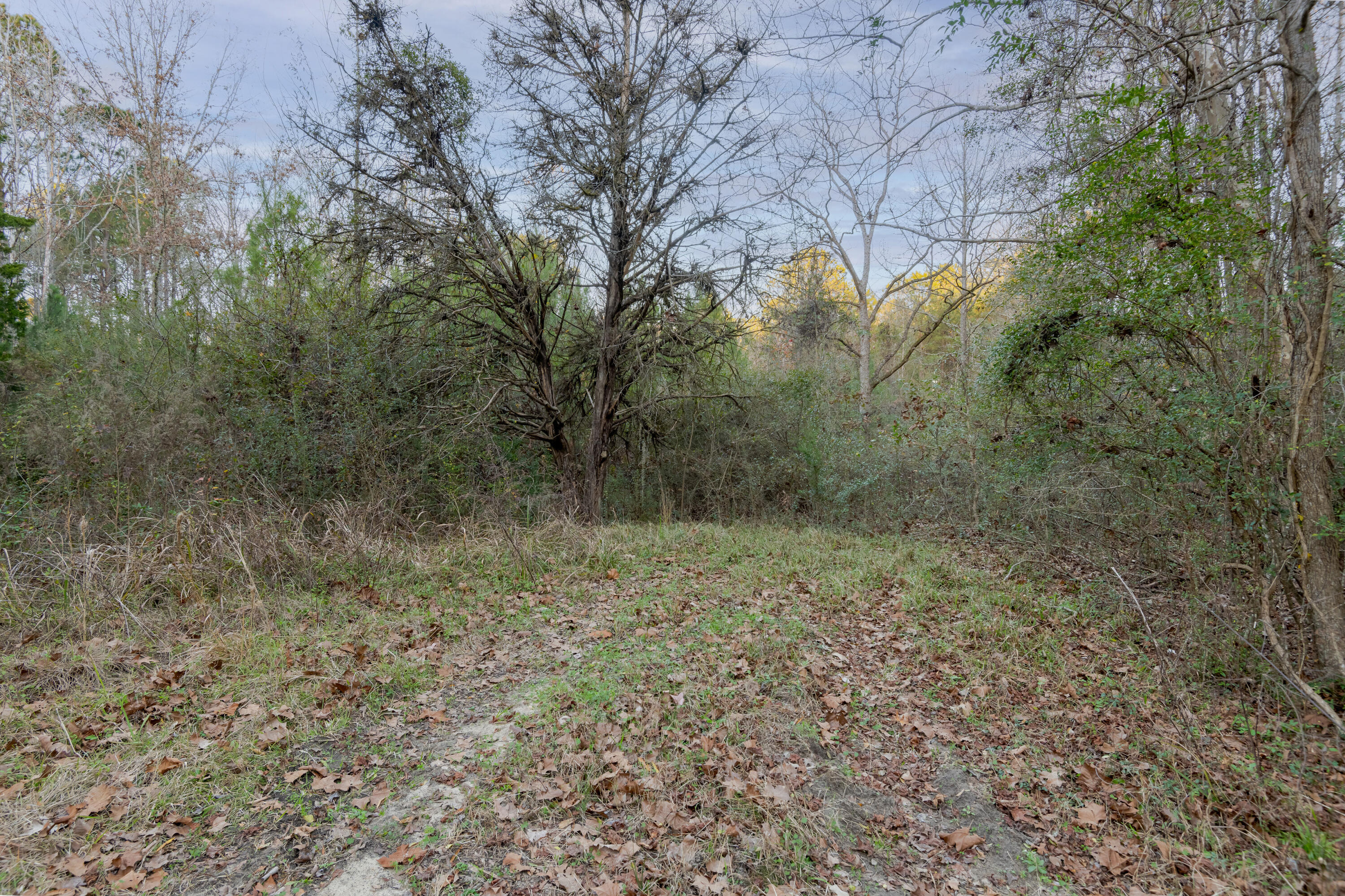 0 Allen Lane Walterboro, SC 29488 - Photo 4 of 17 WalterboroLand--5