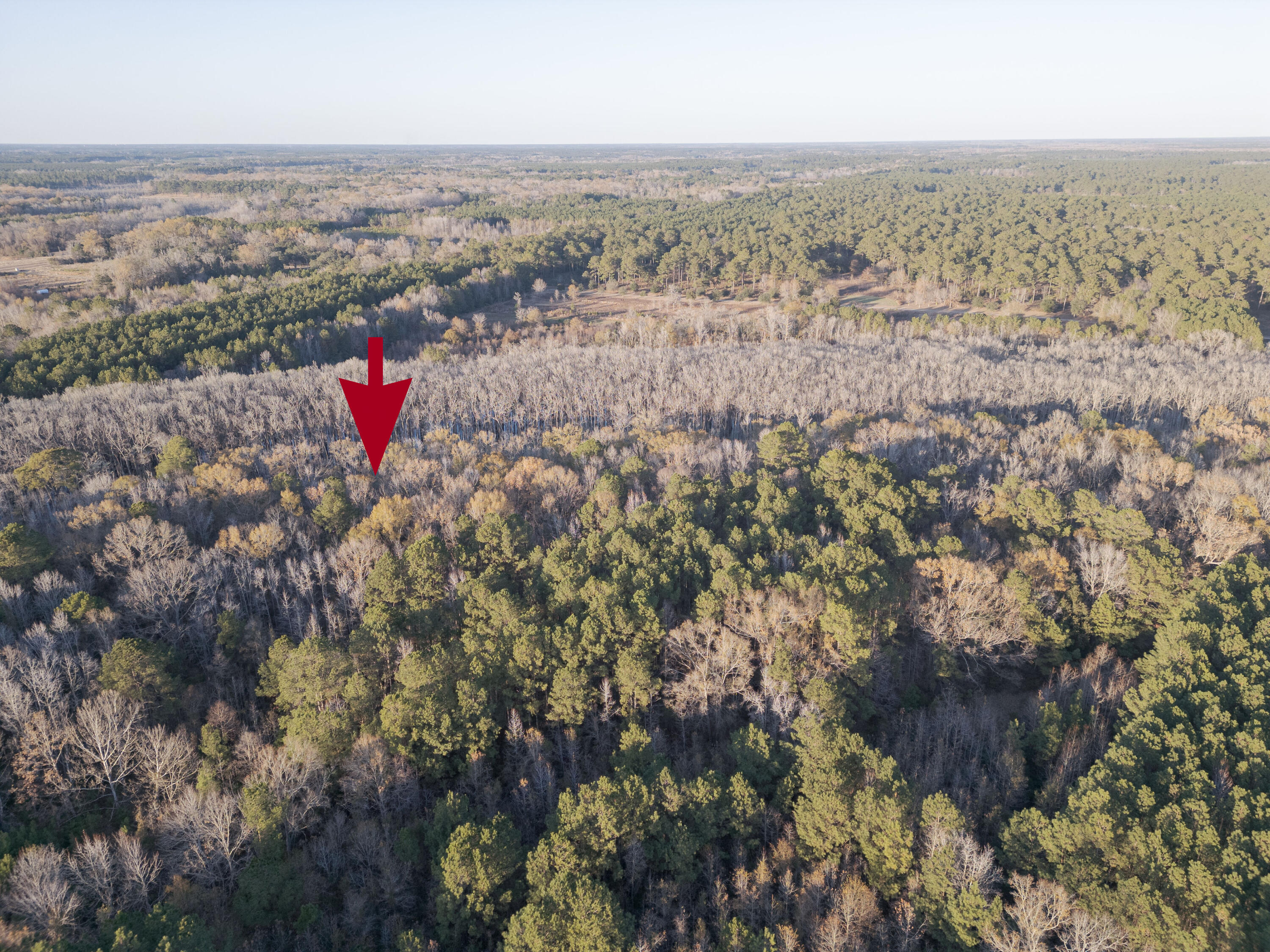 0 Allen Lane Walterboro, SC 29488 - Photo 6 of 17 WalterboroLand--13