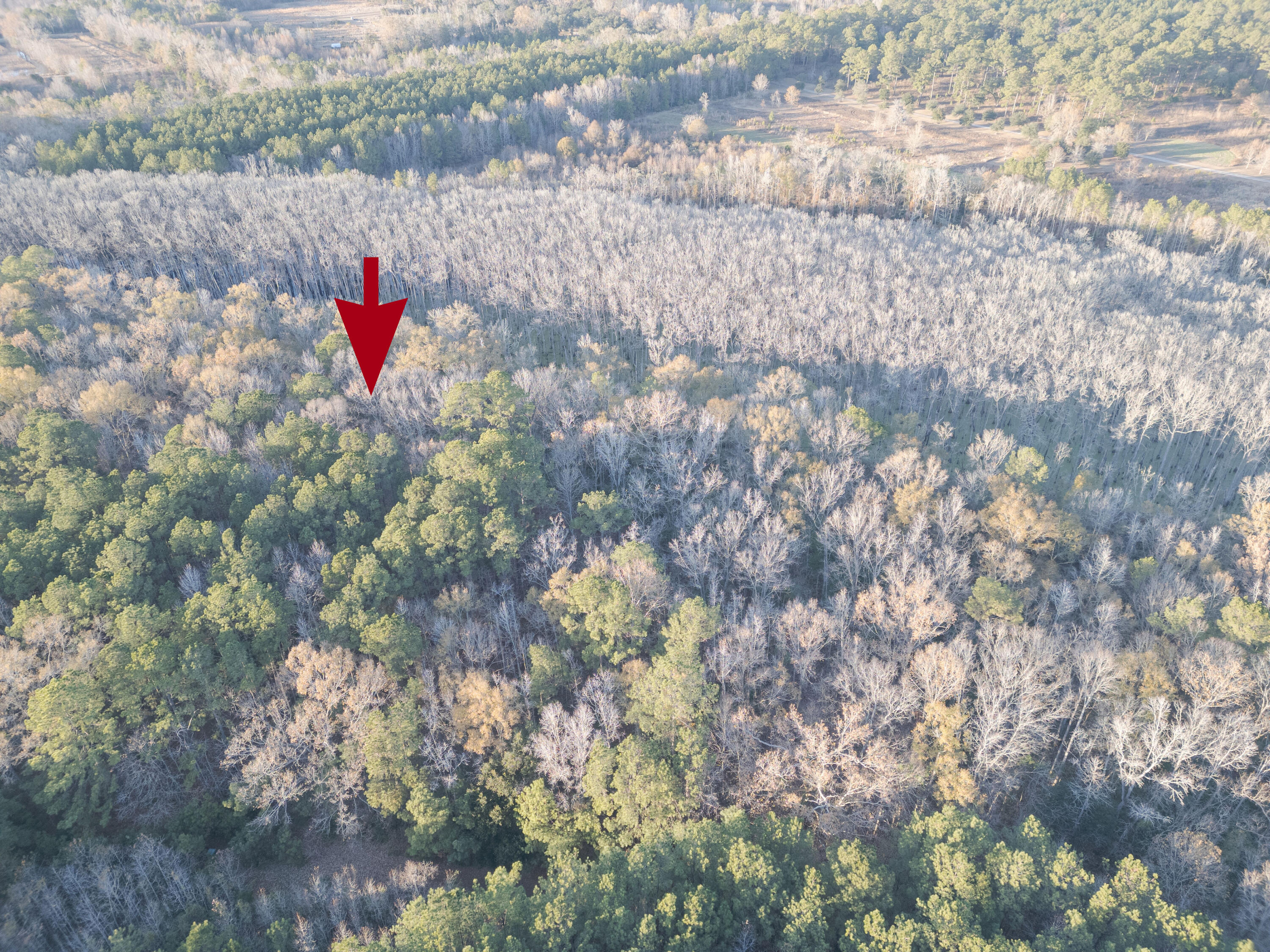 0 Allen Lane Walterboro, SC 29488 - Photo 9 of 17 WalterboroLand--16