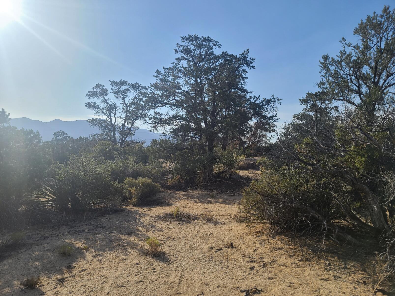 68420 Riesling Way Mountain Center, CA 92561 - Photo 11 of 37 20220610_175724