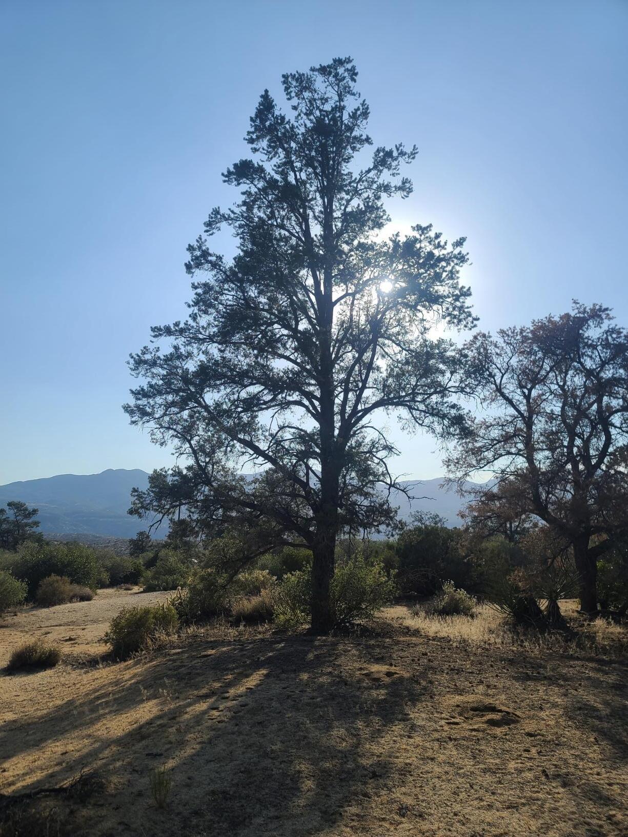 68420 Riesling Way Mountain Center, CA 92561 - Photo 13 of 37 20220610_175822