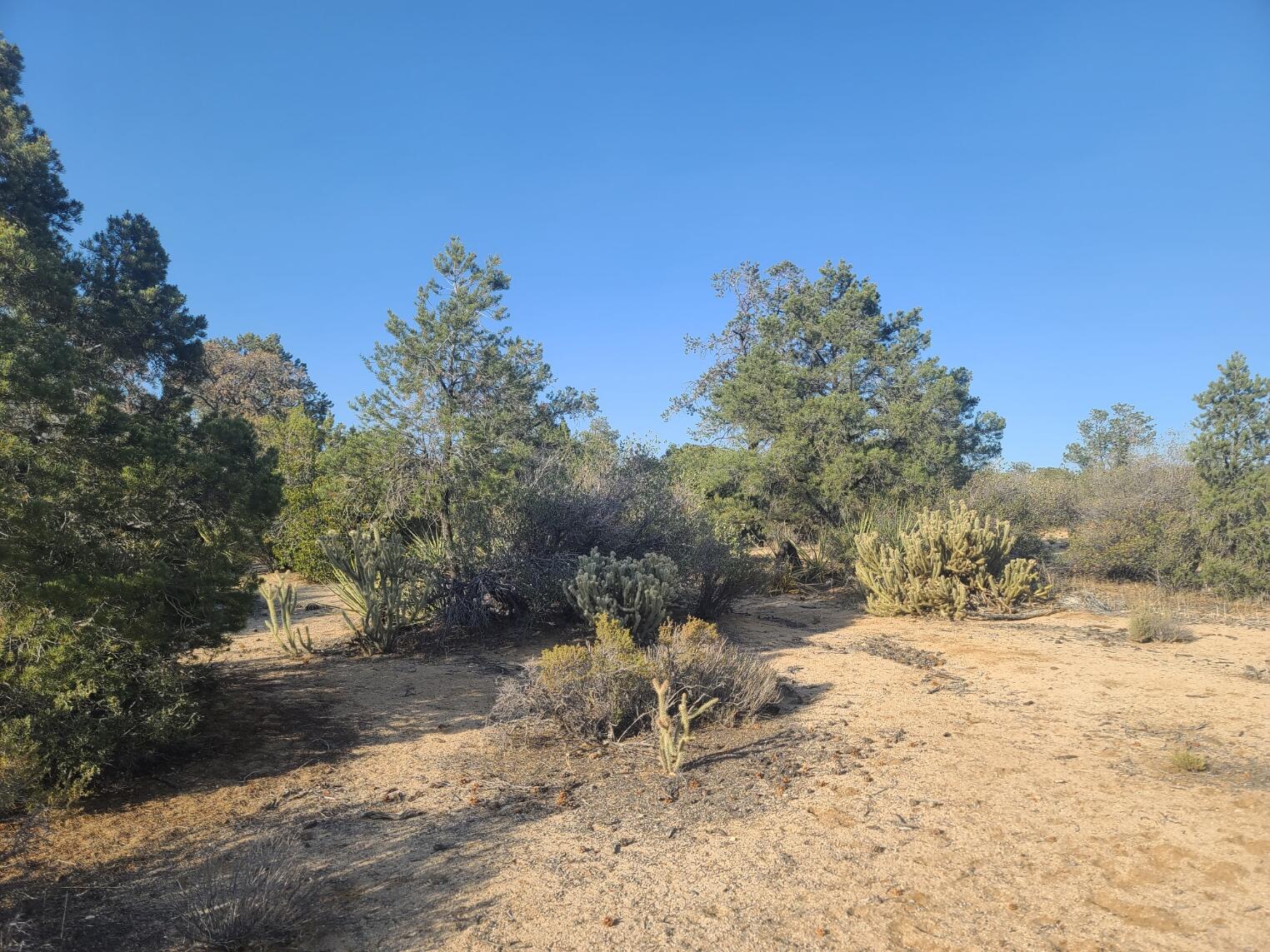 68420 Riesling Way Mountain Center, CA 92561 - Photo 14 of 37 20220610_175849