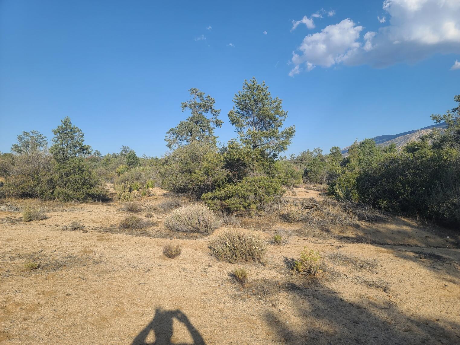 68420 Riesling Way Mountain Center, CA 92561 - Photo 15 of 37 20220610_175852