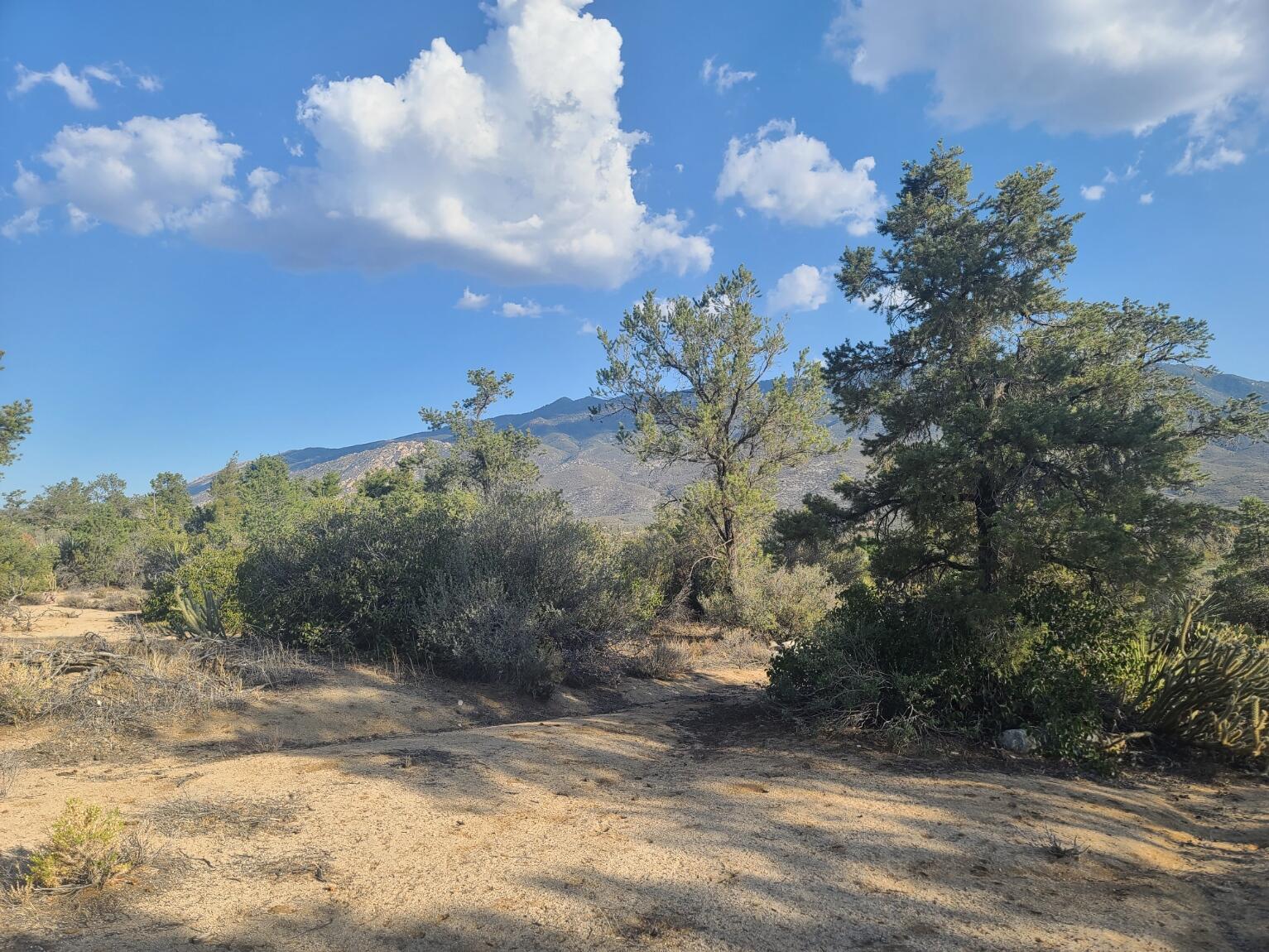 68420 Riesling Way Mountain Center, CA 92561 - Photo 16 of 37 20220610_175855