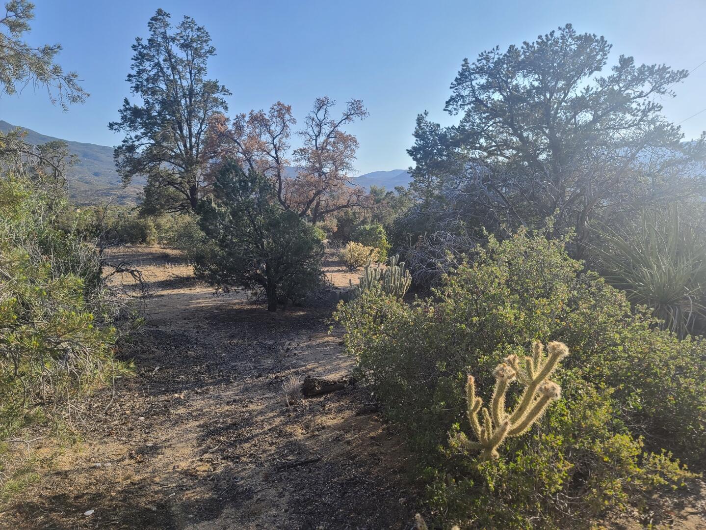 68420 Riesling Way Mountain Center, CA 92561 - Photo 23 of 37 20220610_180142