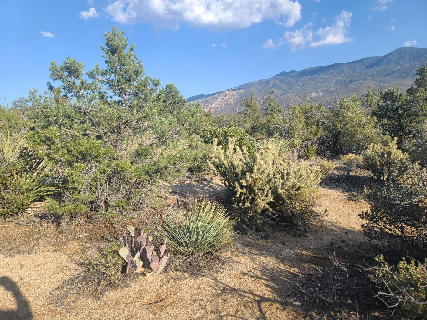 68420 Riesling Way Mountain Center, CA 92561 - Photo 31 of 37 20220610_180437