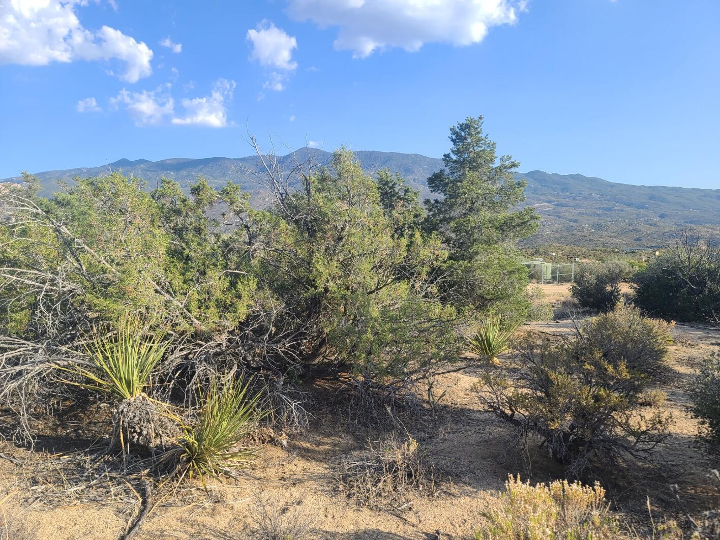 68420 Riesling Way Mountain Center, CA 92561 - Photo 33 of 37 20220610_180504
