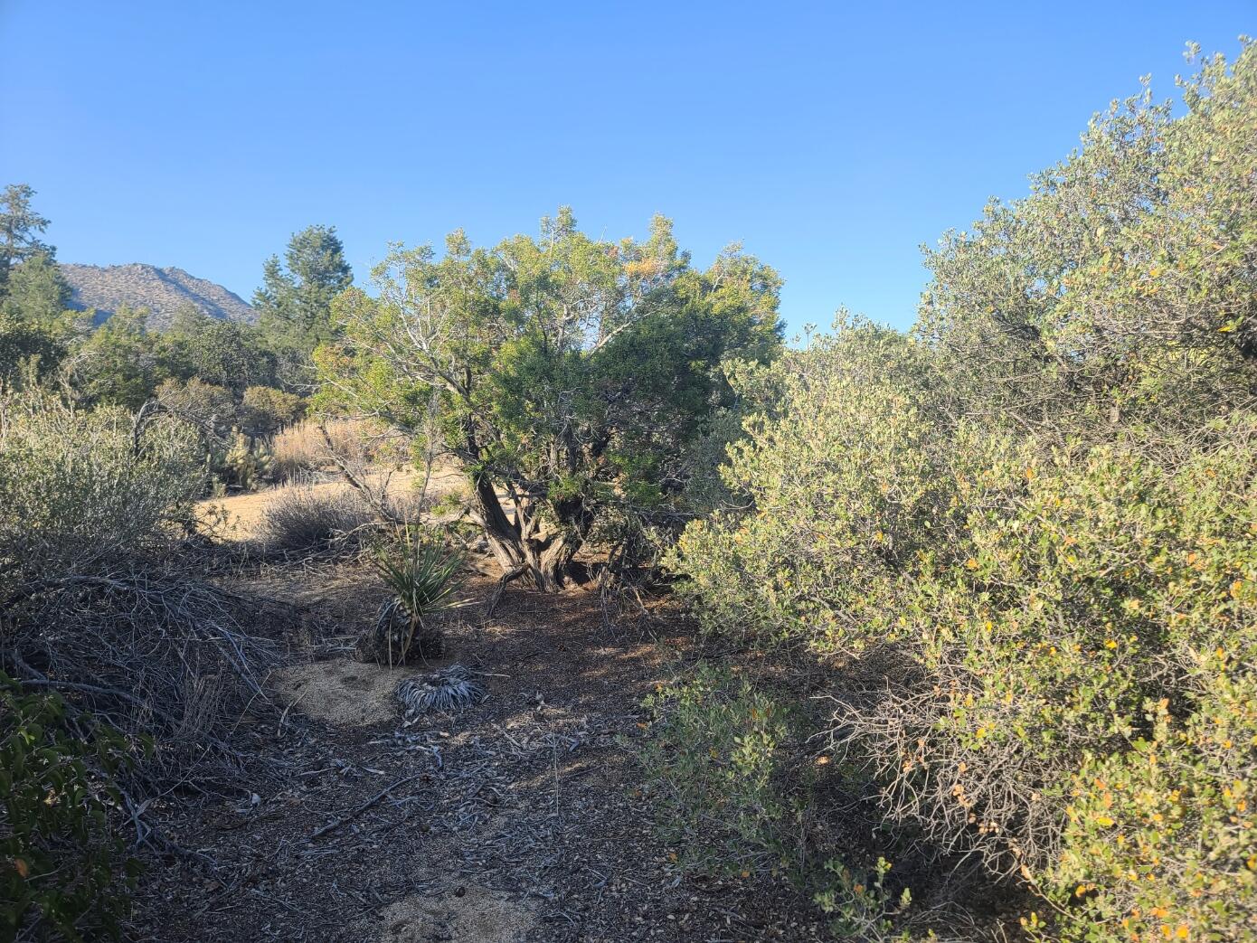 68420 Riesling Way Mountain Center, CA 92561 - Photo 35 of 37 20220610_180527