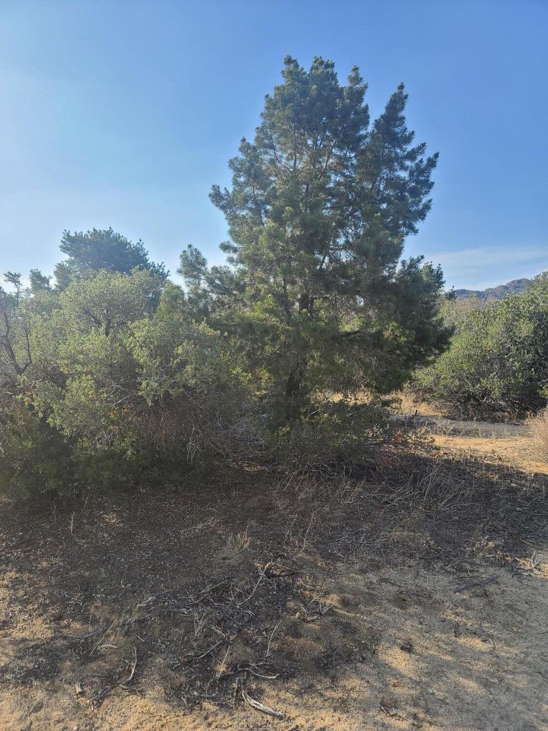 68420 Riesling Way Mountain Center, CA 92561 - Photo 6 of 37 20220610_175625