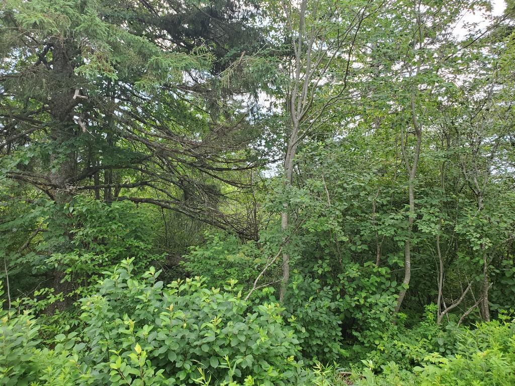 89 Timber Cove Road Lubec, ME 04652 - Photo 1 of 16 House or Wood Lot