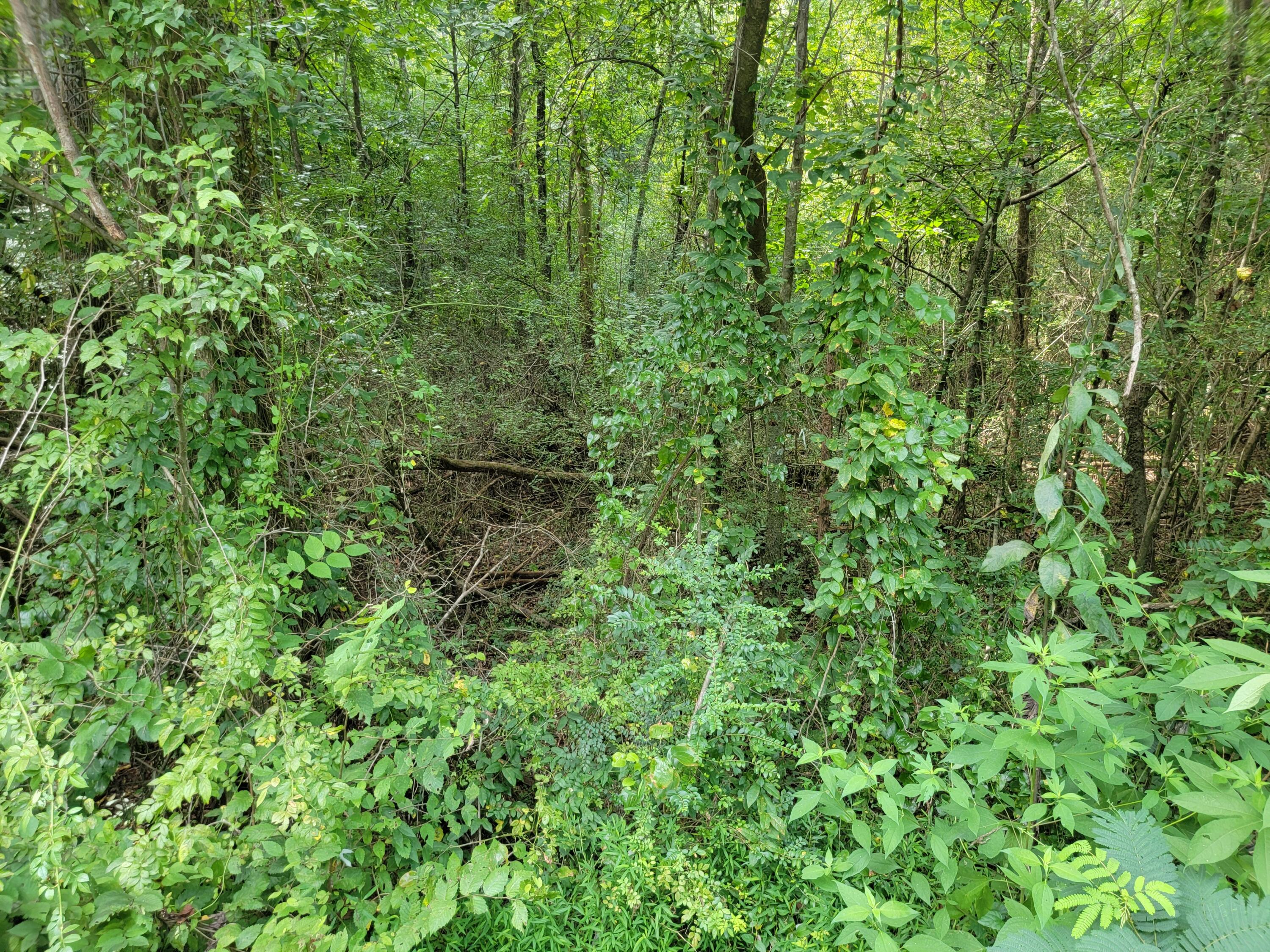0 Happy Valley Road Flintstone, GA 30725 - Photo 6 of 10 20230830_160025