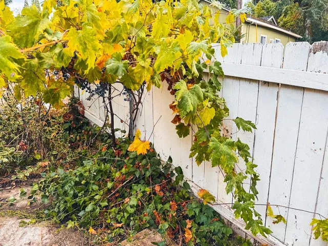a view of tree with wooden fence