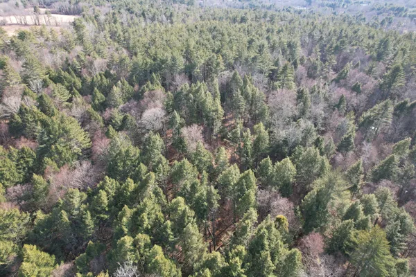 a view of a forest with a tree