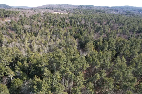 a view of a forest with lots of trees