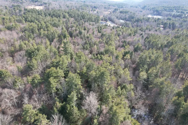 a close up of a plant in a forest