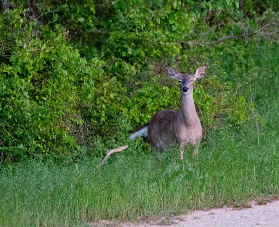 347 Pine Road Nocona, TX 76255 - Photo 18 of 21 a view of a garden