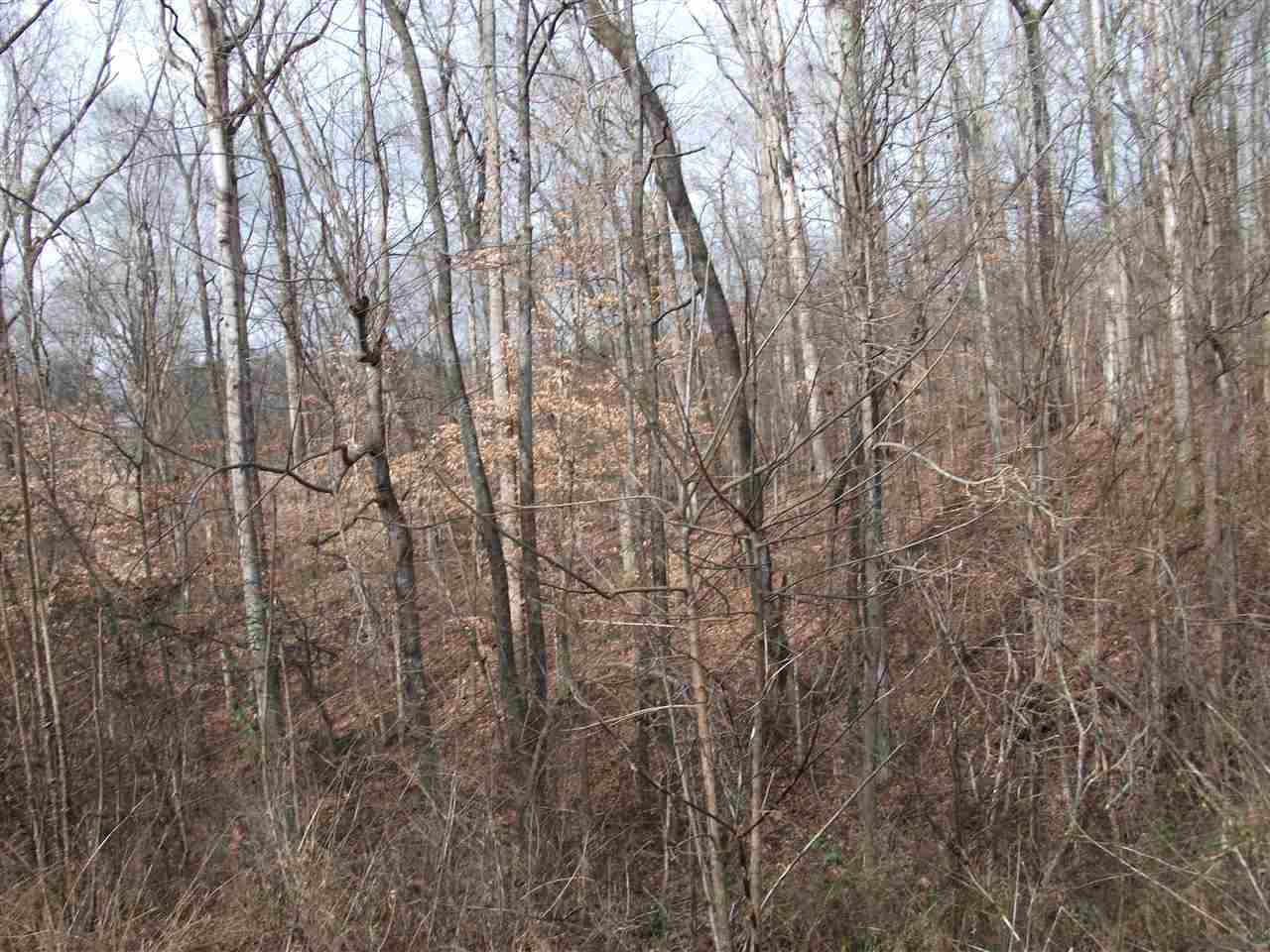 Lot 13 Rainbow Lane Counce, TN 38326 - Photo 4 of 7 a view of forest