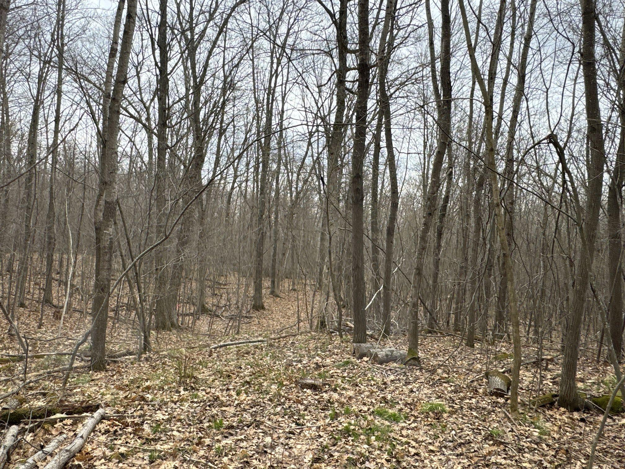 Tbd Barrett Trail Trego, WI 54888 - Photo 12 of 20