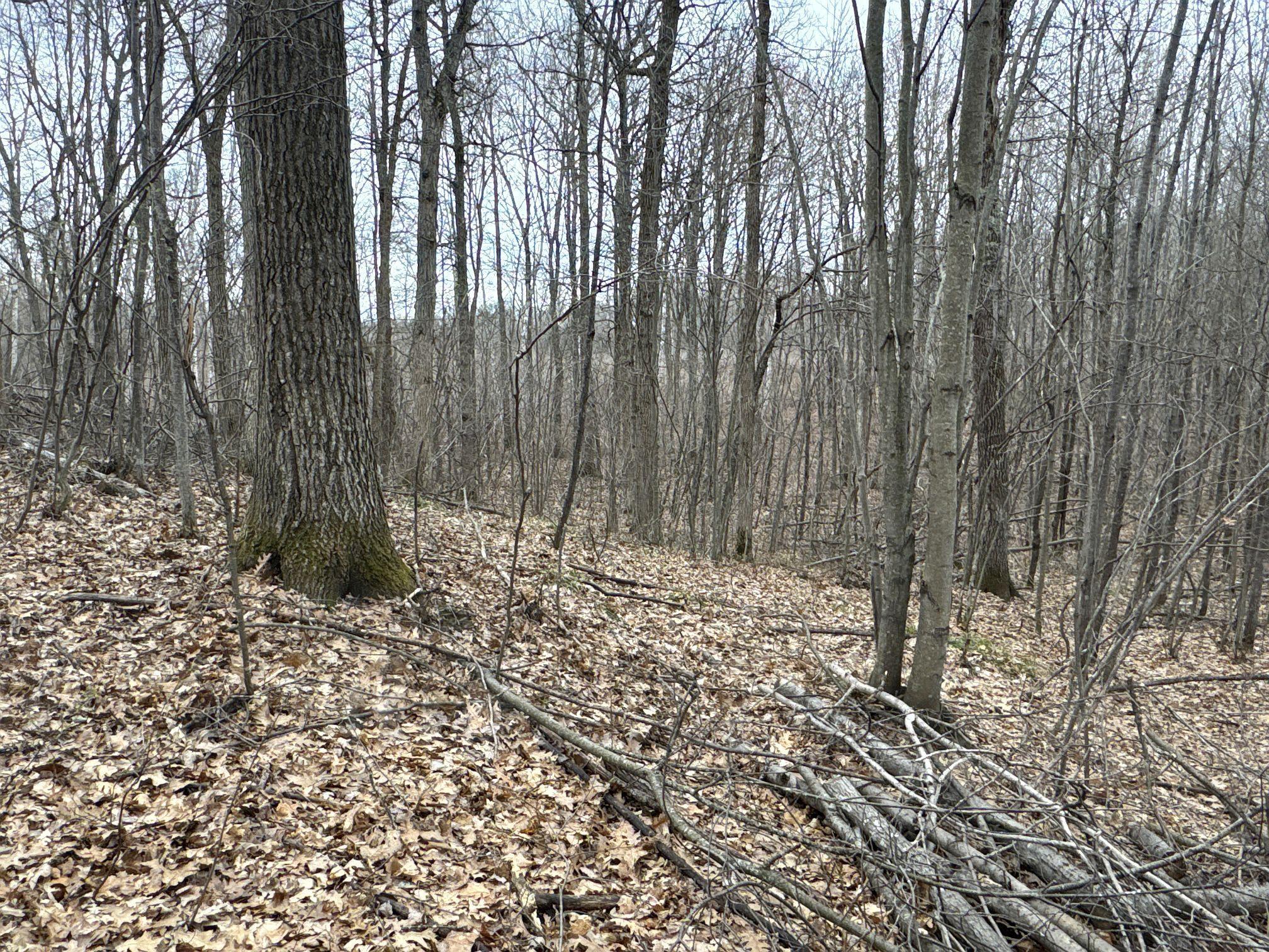 Tbd Barrett Trail Trego, WI 54888 - Photo 14 of 20