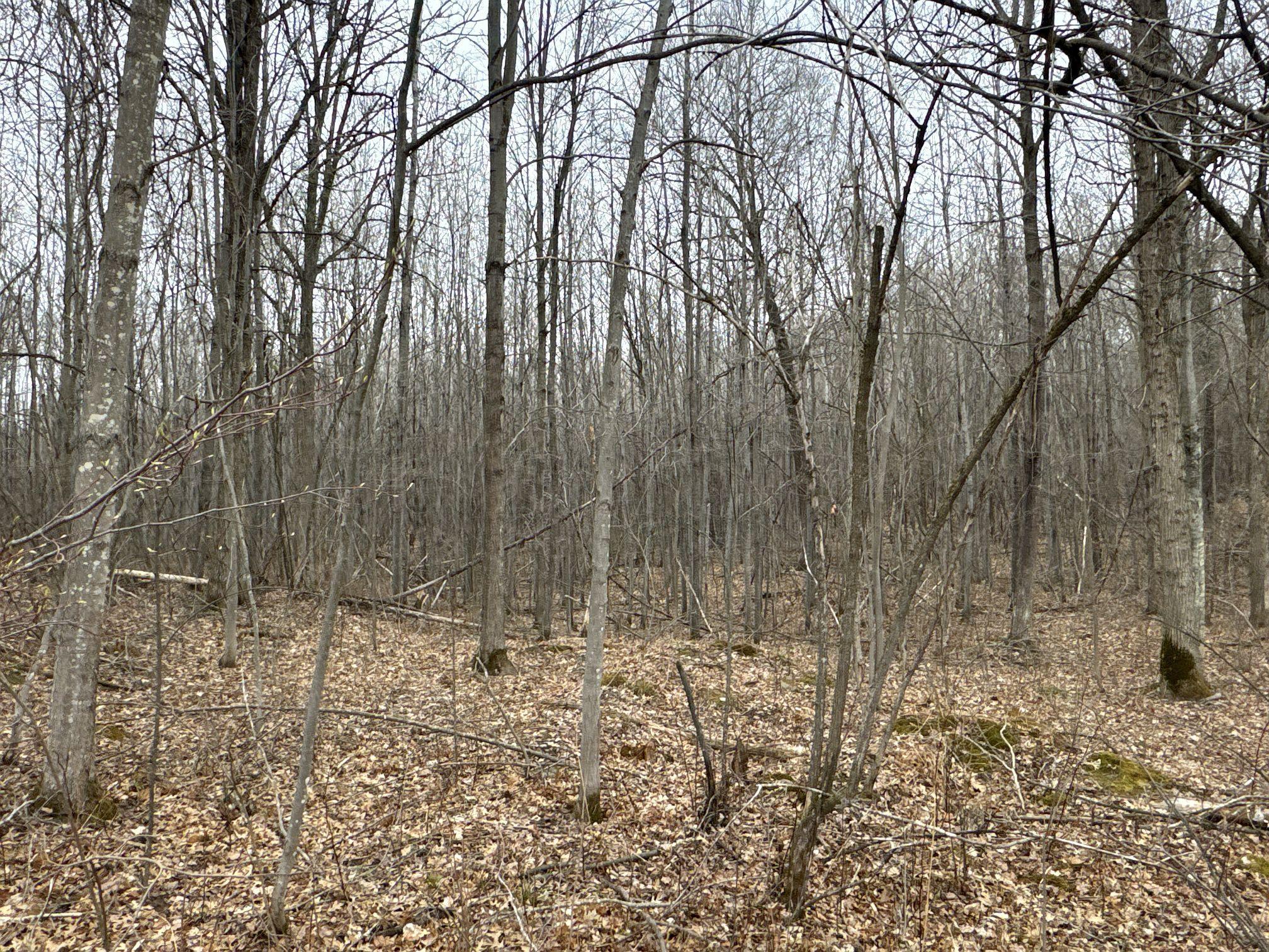 Tbd Barrett Trail Trego, WI 54888 - Photo 15 of 20