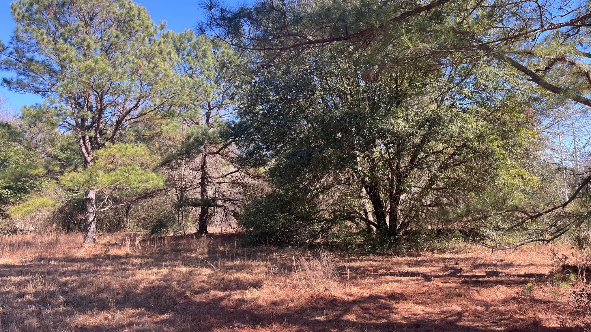 0 Veterans Road Salley, SC 29137 - Photo 16 of 23
