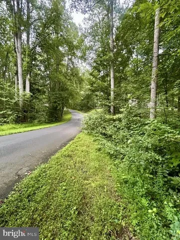 a view of a yard with plants and large trees