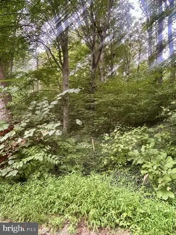 a view of a plants with large trees