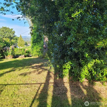 a view of a yard with plants and large trees