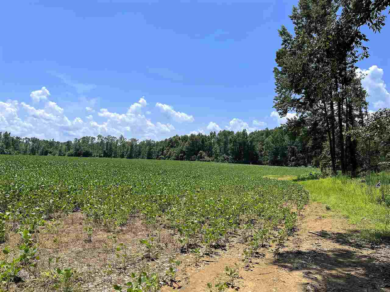 3310 Serles Road Middleton, TN 38052 - Photo 3 of 15 Gallery Image 3