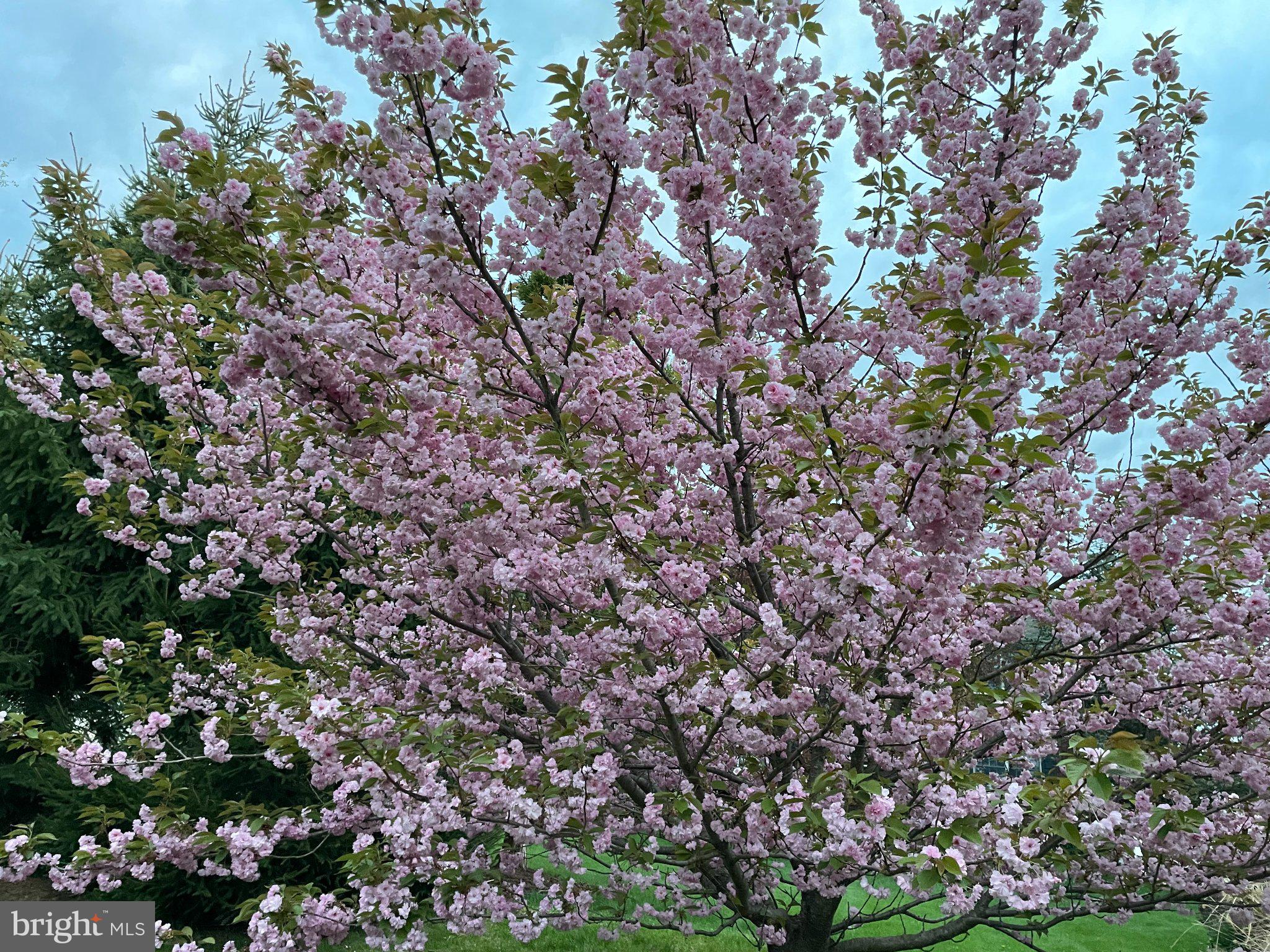510 Martins Road Reading, PA 19608 - Photo 52 of 52 Blossoming beauty in soft pink hues.
