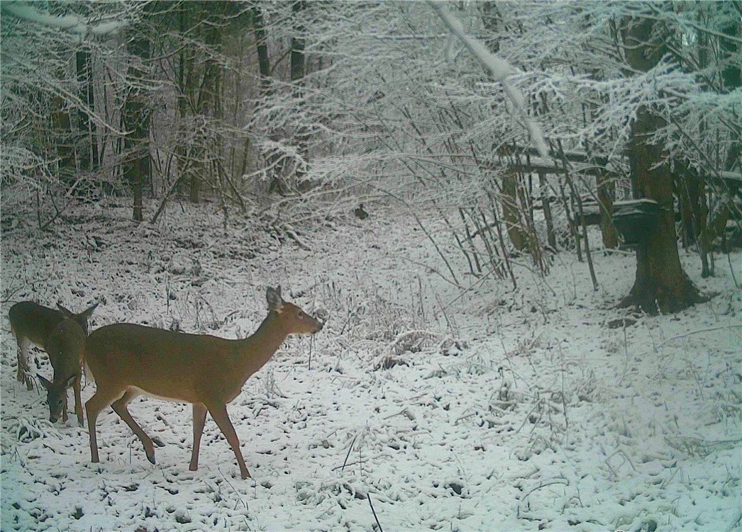 0 Knights Creek Road Scio, NY 14880 - Photo 1 of 1 Plentiful in wildlife