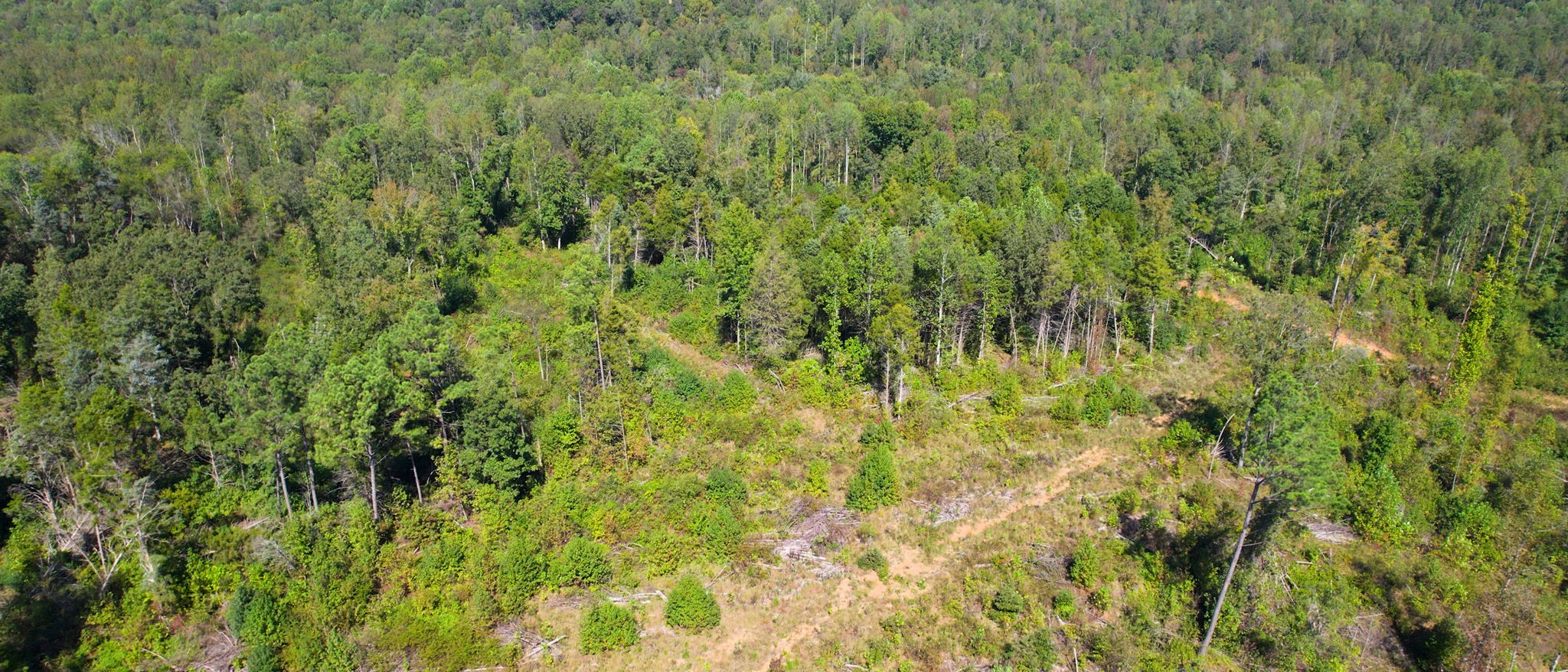 0 Old Murray Paris Road Puryear, TN 38251 - Photo 16 of 18 a view of a lush green field