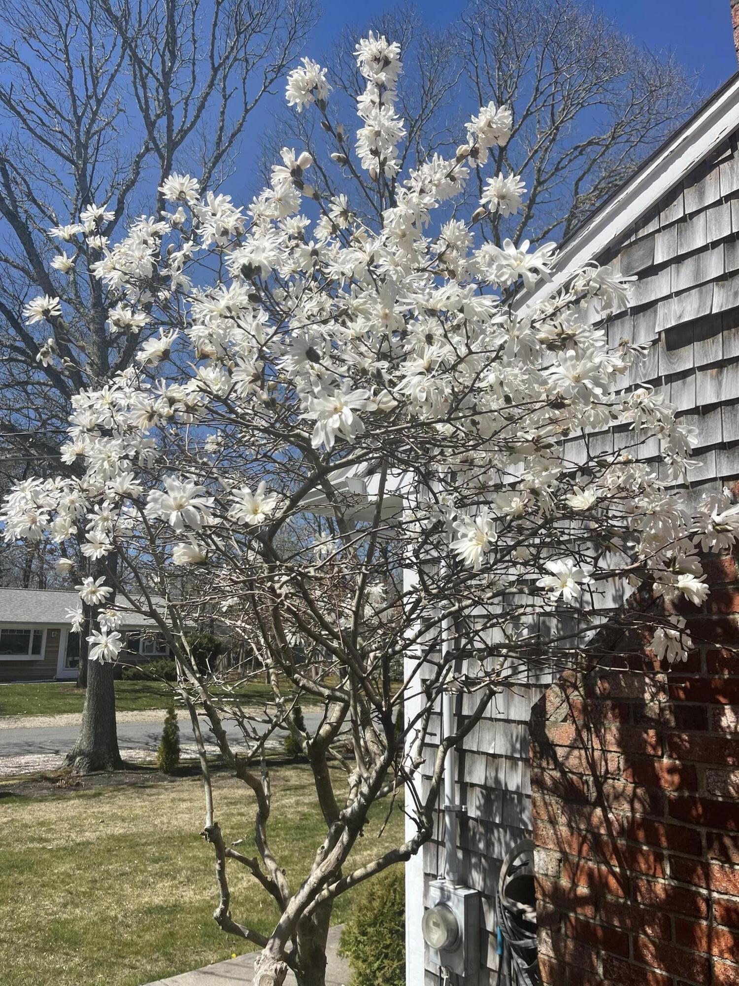 80 Coolidge Road West Yarmouth, MA 02673 - Photo 5 of 37 a view of a yard with a tree