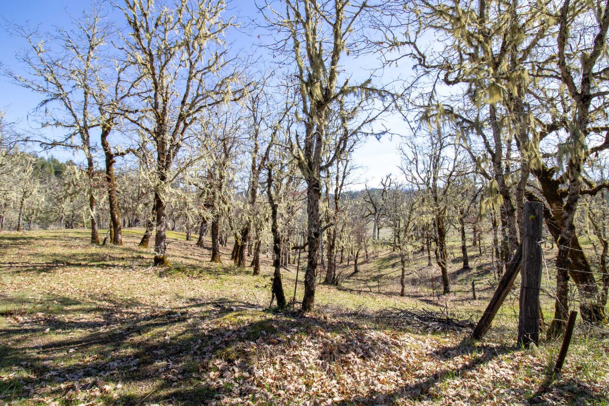 147 Warren Road, Unit 1 Selma, OR 97538 - Photo 16 of 33 Gallery Image 16
