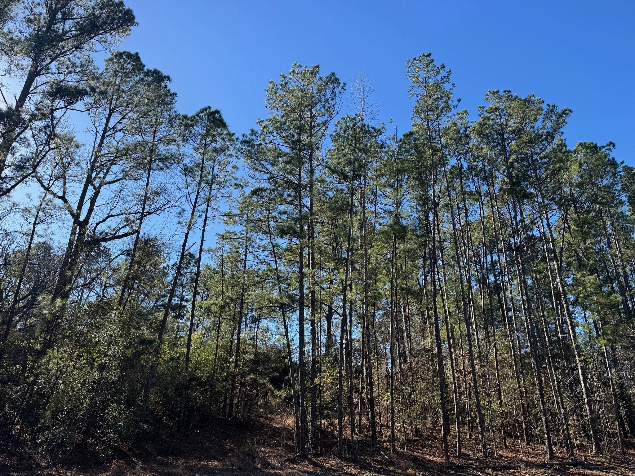 1745 N Colmesneil, TX 75938 - Photo 3 of 6