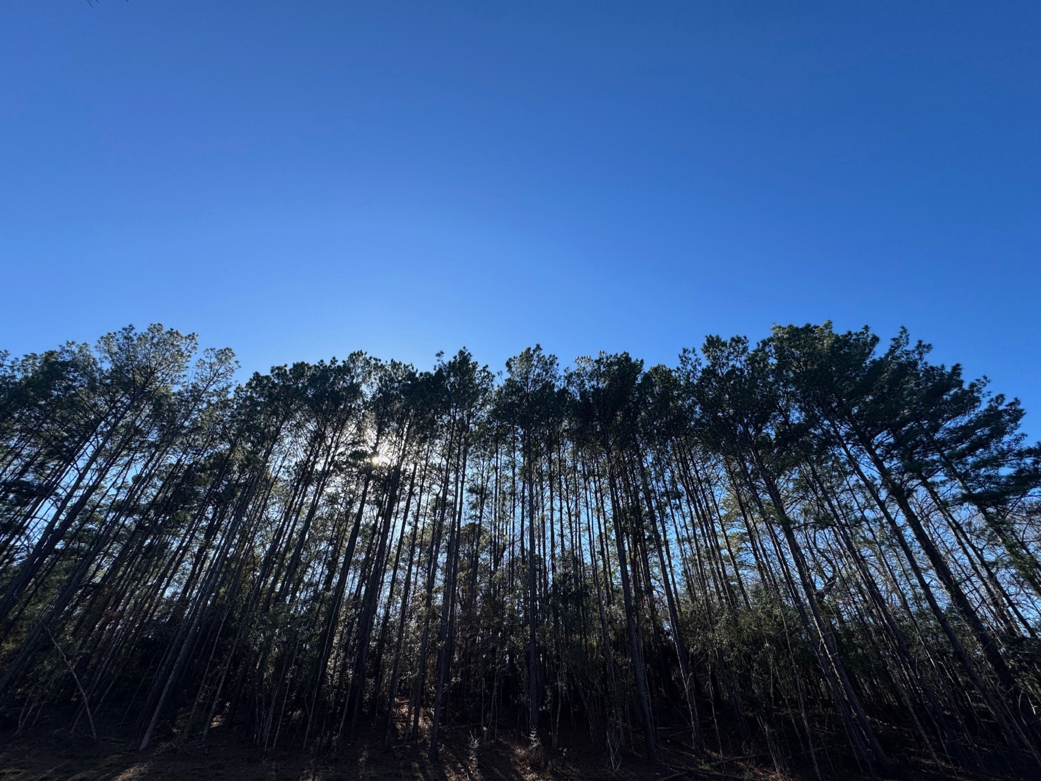 1745 N Colmesneil, TX 75938 - Photo 5 of 6