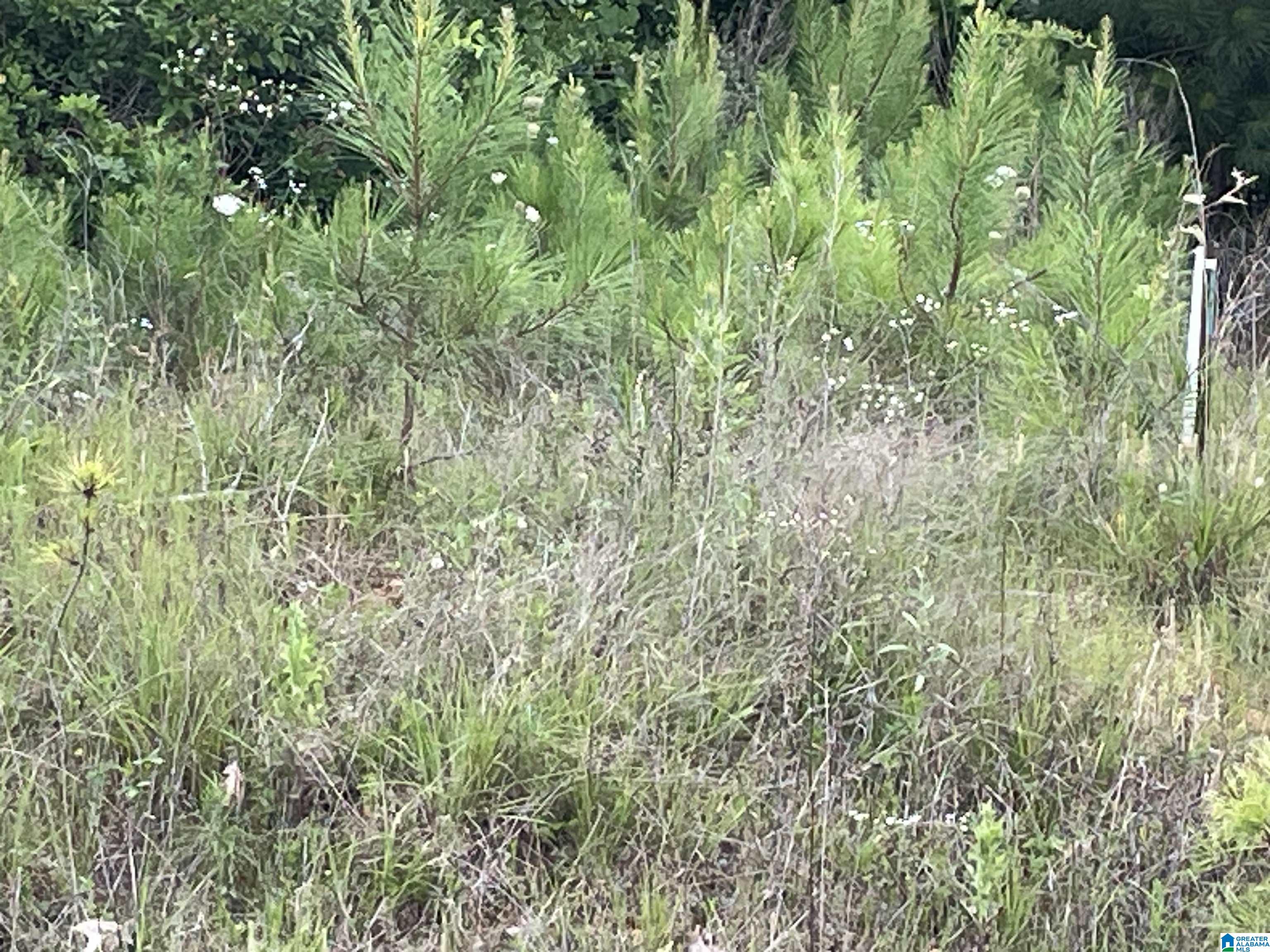 0 Grist Mill Road Childersburg, AL 35044 - Photo 2 of 10