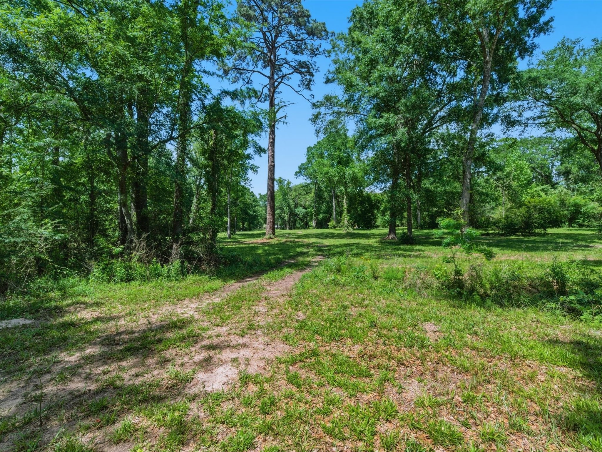 27855 Kresdorn Road Hockley, TX 77447 - Photo 16 of 24 a view of a grassy field with trees in the background