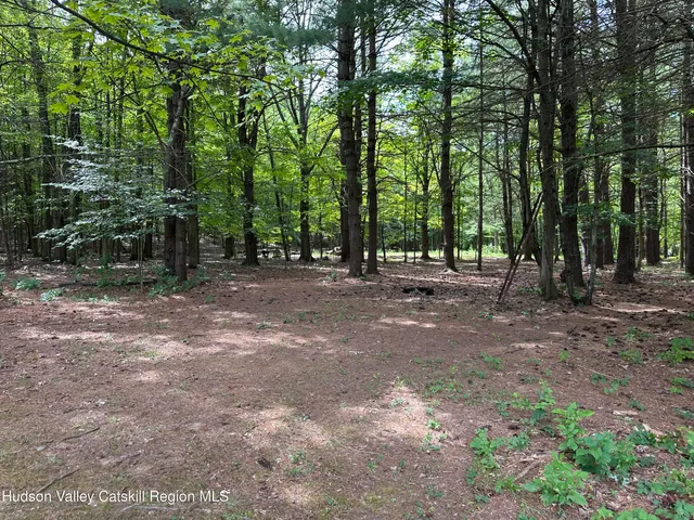 a view of a forest with trees in the background