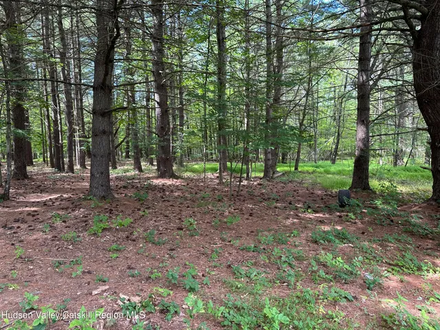 a view of a yard with plants and trees