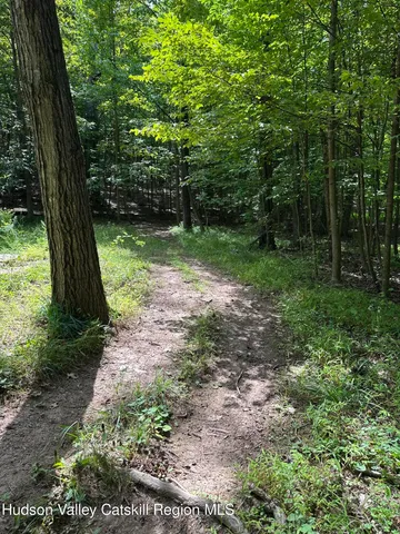a view of a forest with trees