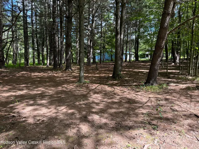 a view of a forest with trees