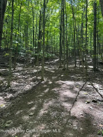 a view of a forest with trees in the background