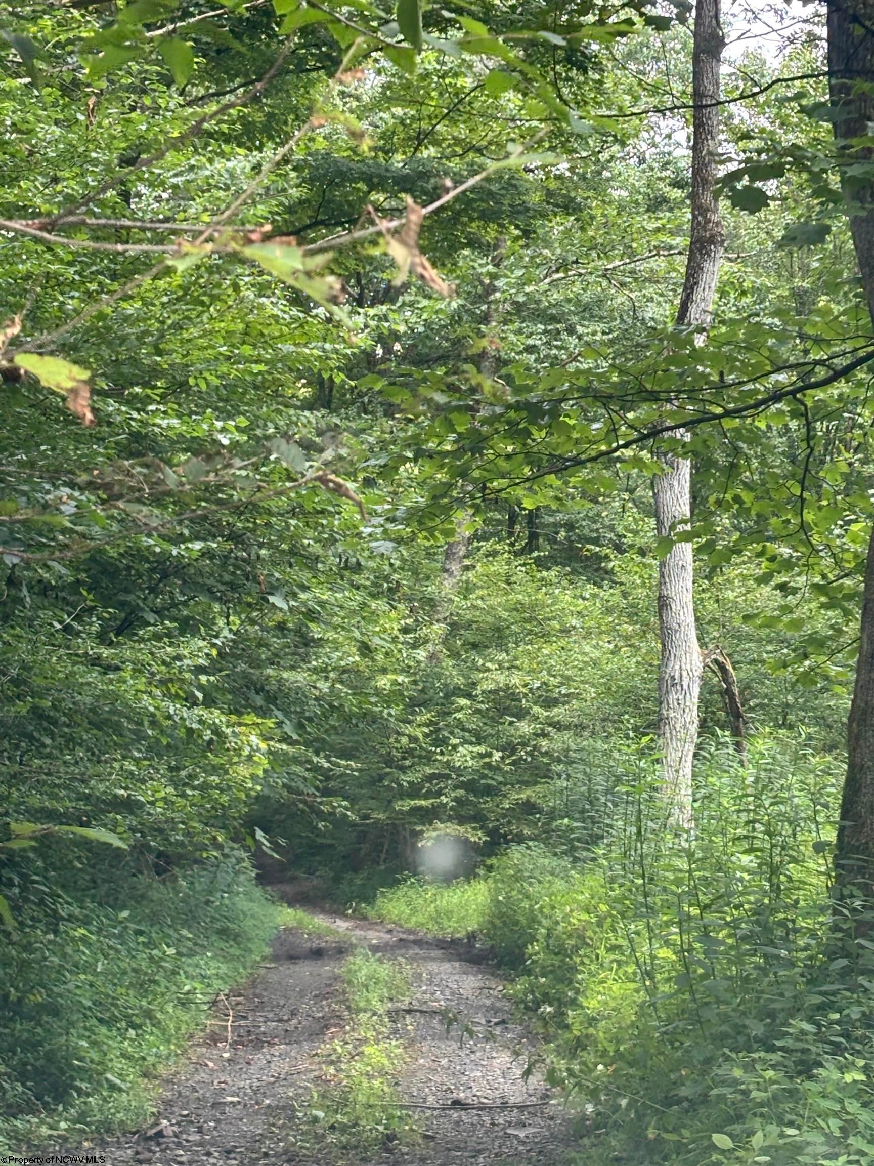 Tbd Clover Run Road Parsons, WV 26287 - Photo 28 of 33 Gallery Image 28