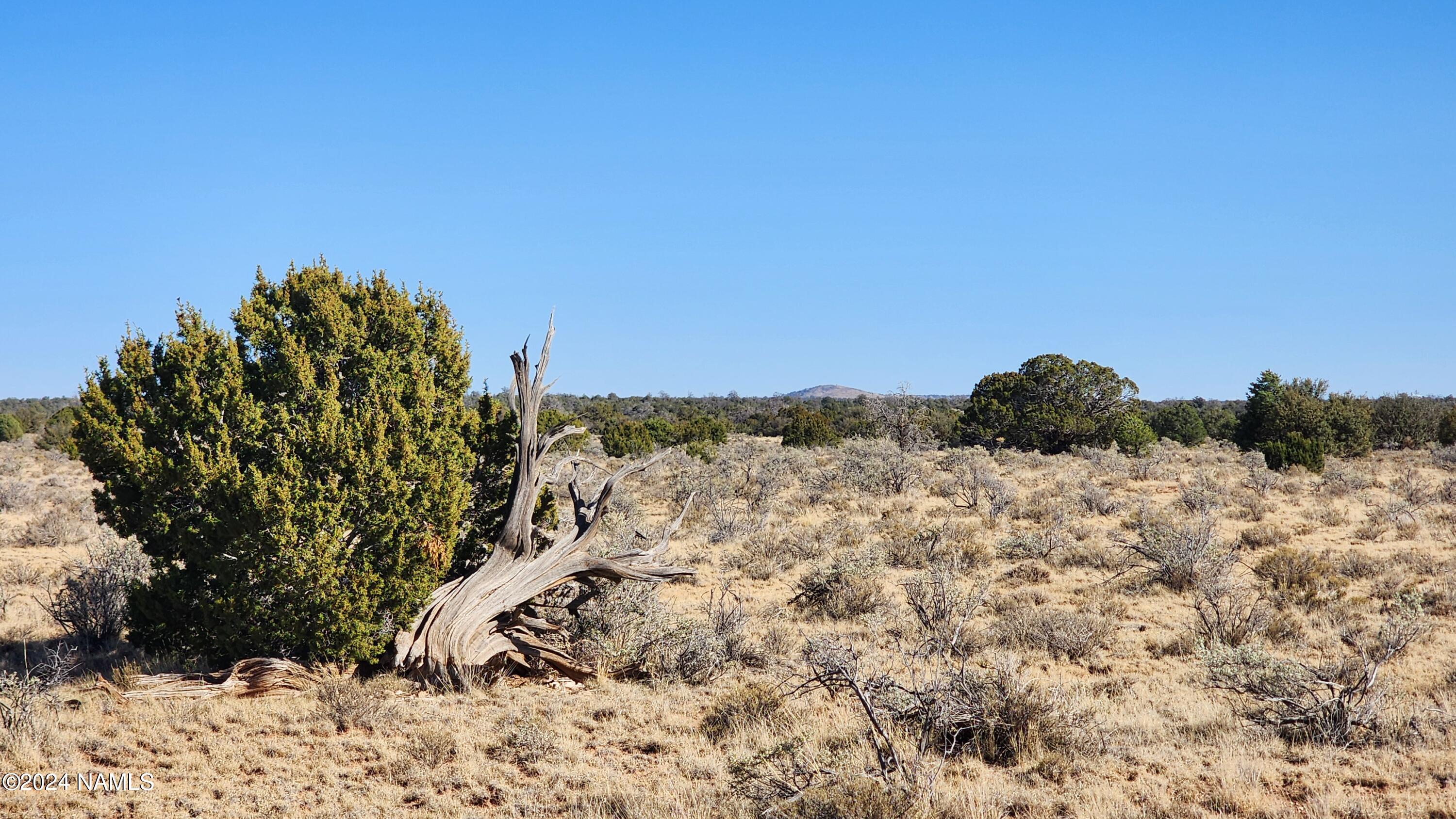 3433 Red Butte Road Williams, AZ 86046 - Photo 21 of 22 a view of a dry yard with a tree
