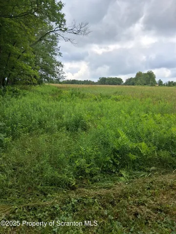 a view of a yard with plants and a trees