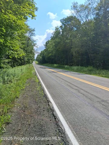a view of a lush green forest
