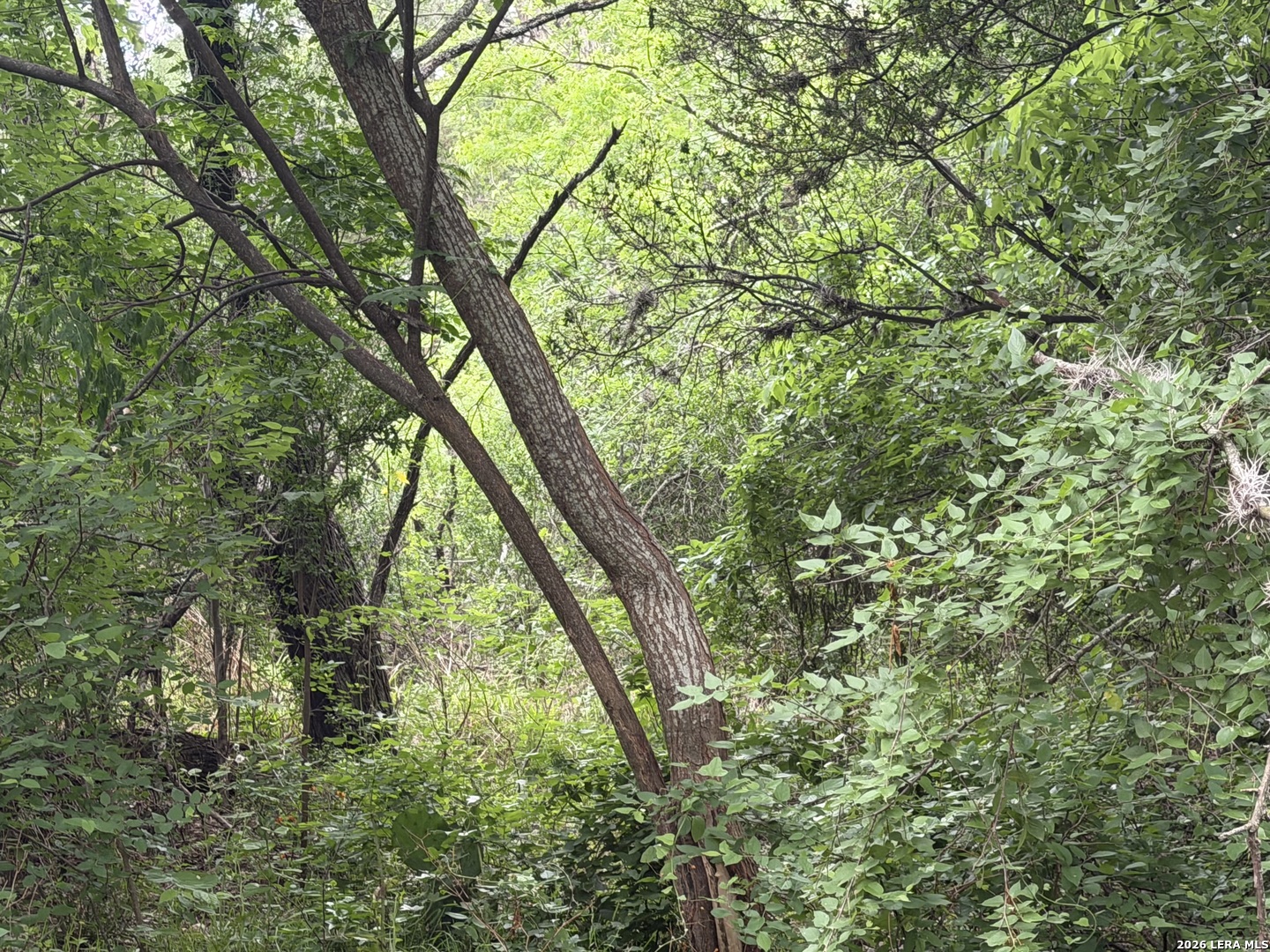 6197 Ranch Road 1120 Rio Frio, TX 78879 - Photo 19 of 25