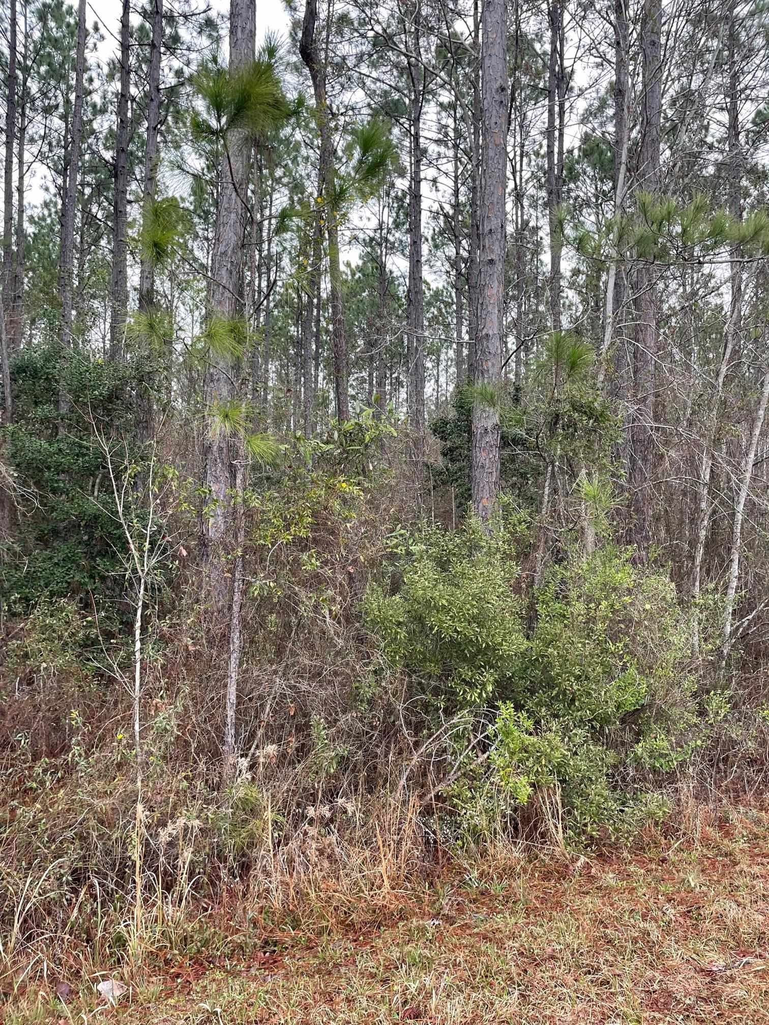389 Topton Road McIntosh, AL 36553 - Photo 2 of 8