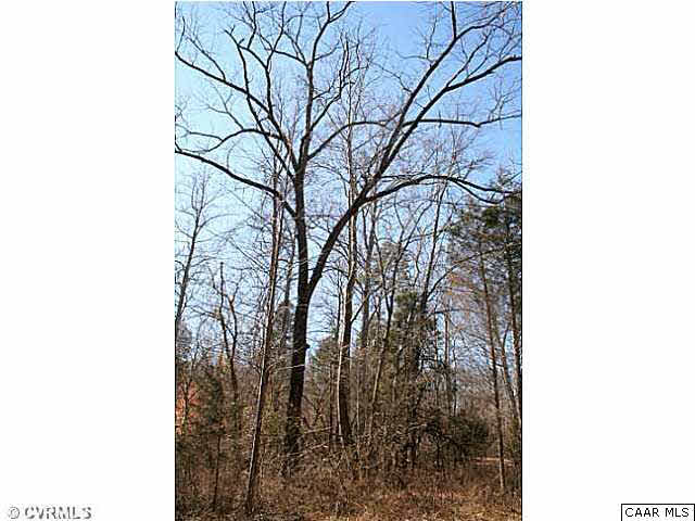 150 Sawmill Road Columbia, VA 23038 - Photo 8 of 19 Here is an old Black Walnut tree found along the creek bank....a favorite of our furry tailed friends.